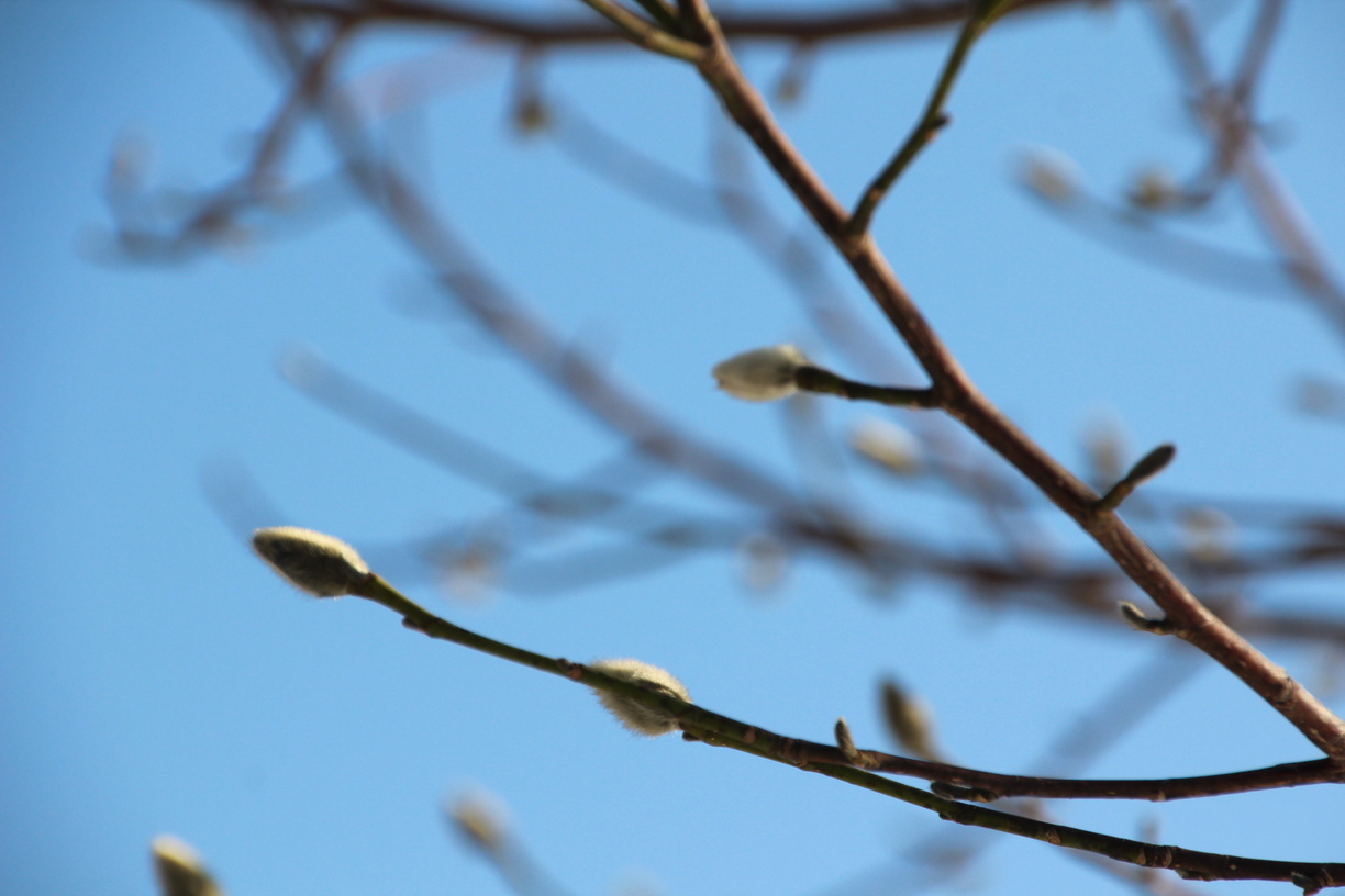 Весна пришла: в Приморье потеплеет до +13 градусов