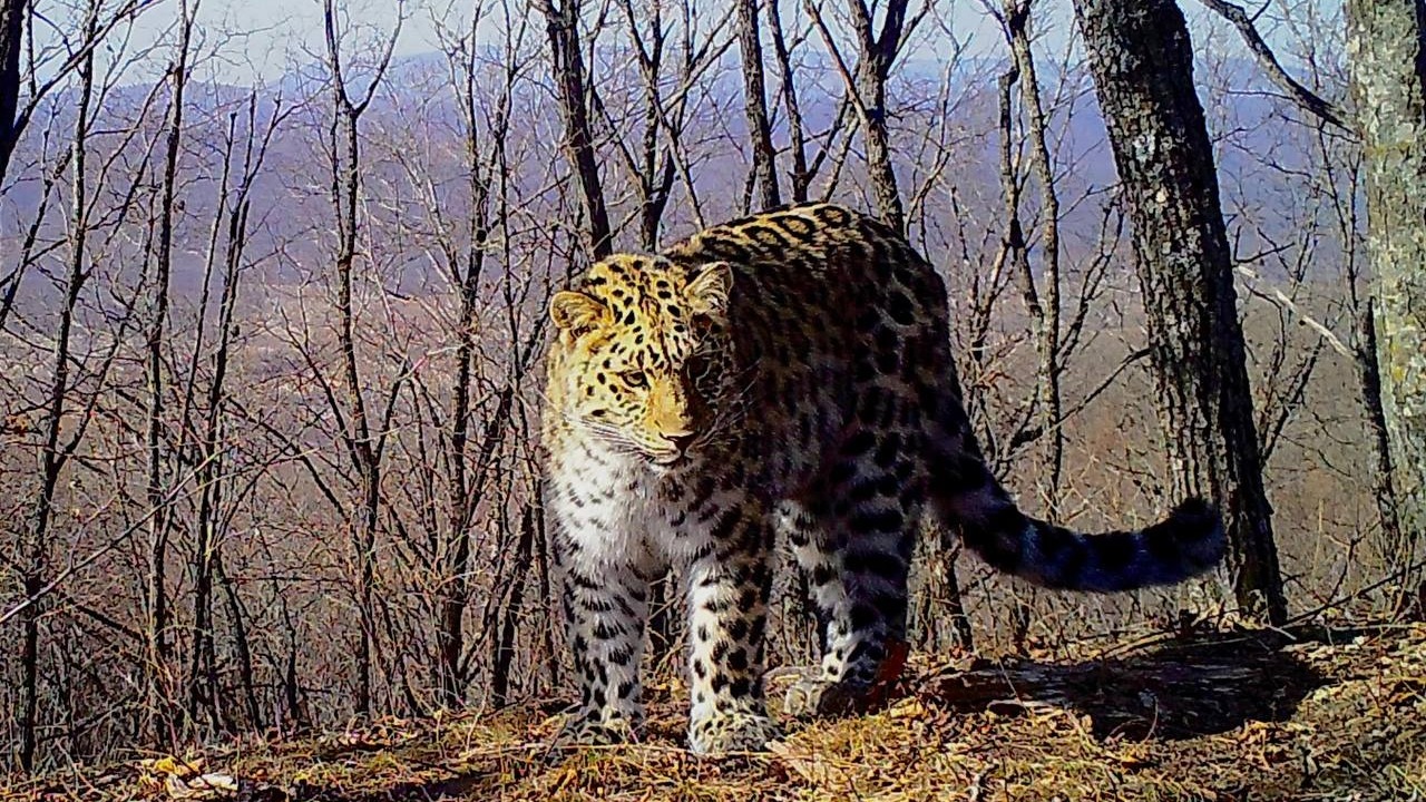 В Приморском крае леопард получил имя в честь знаменитого режиссёра