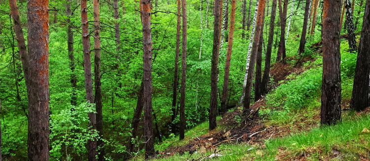 Из лесу, вестимо: сотрудники ГИБДД Приморья спасли заблудившихся грибников