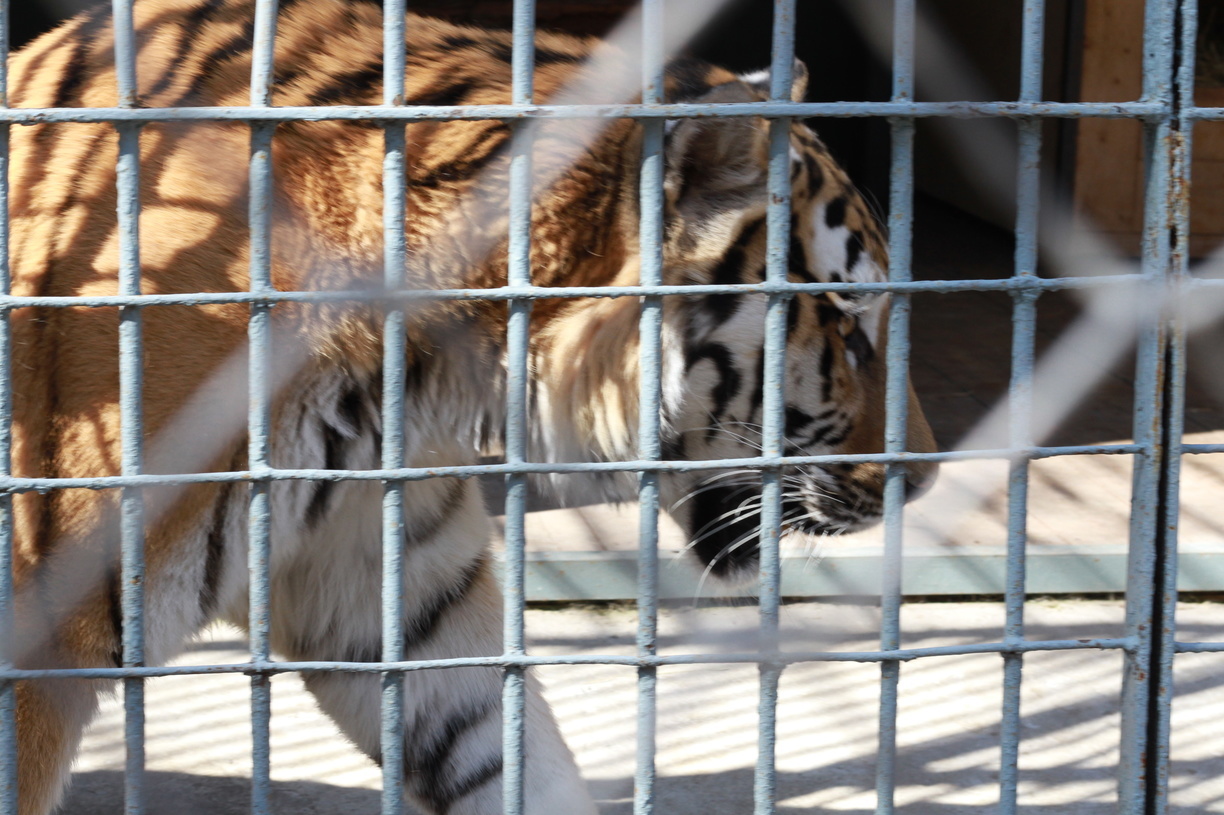 Без группового доступа: зоопарки в Приморье откроют для ответственных посетителей