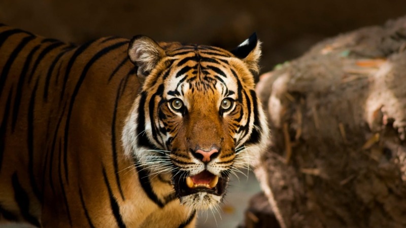 Опасная встреча на дороге: огромный тигр напугал водителя в Приморье — видео