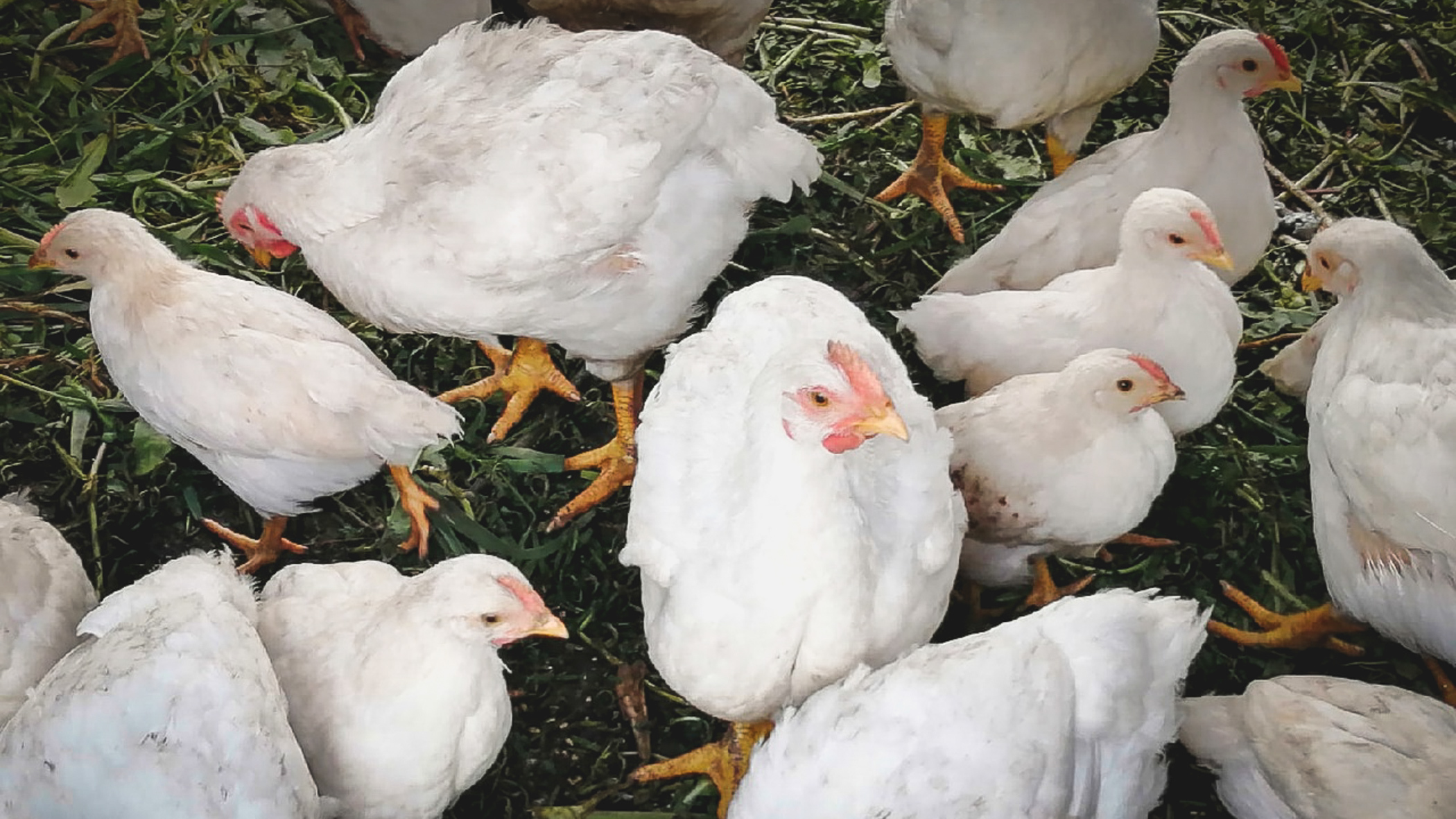 Товарооборот мяса птицы увеличится до 20 тысяч тонн в Приморье