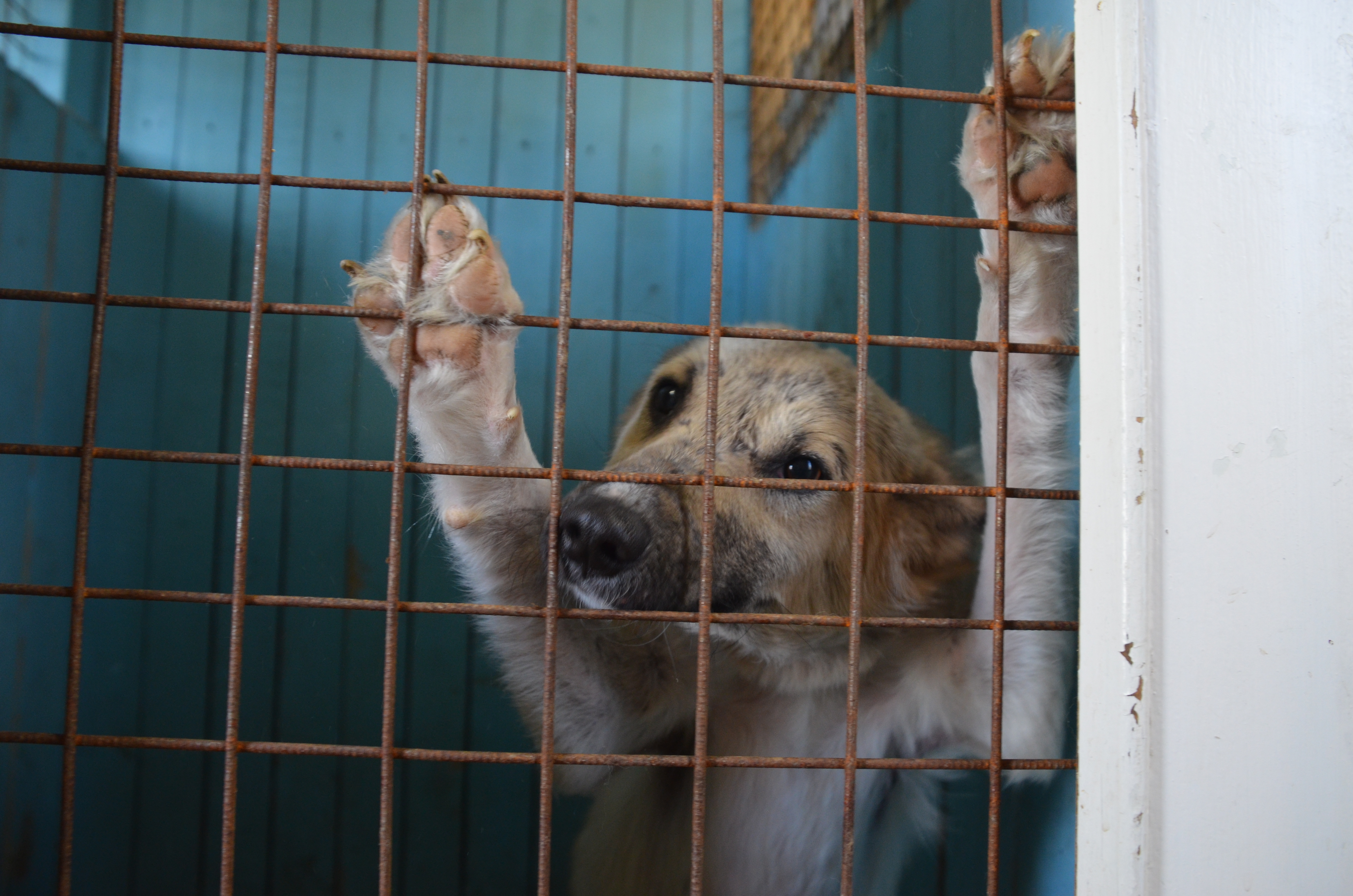 Почти 20 собак поселились в квартире одного из домов Владивостока