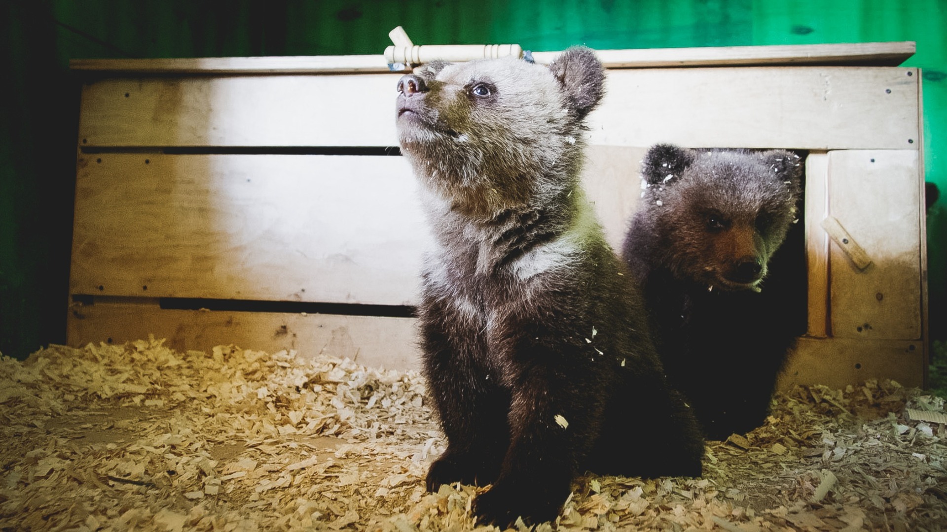 Как протекает жизнь медвежат-сироток в Приморском крае