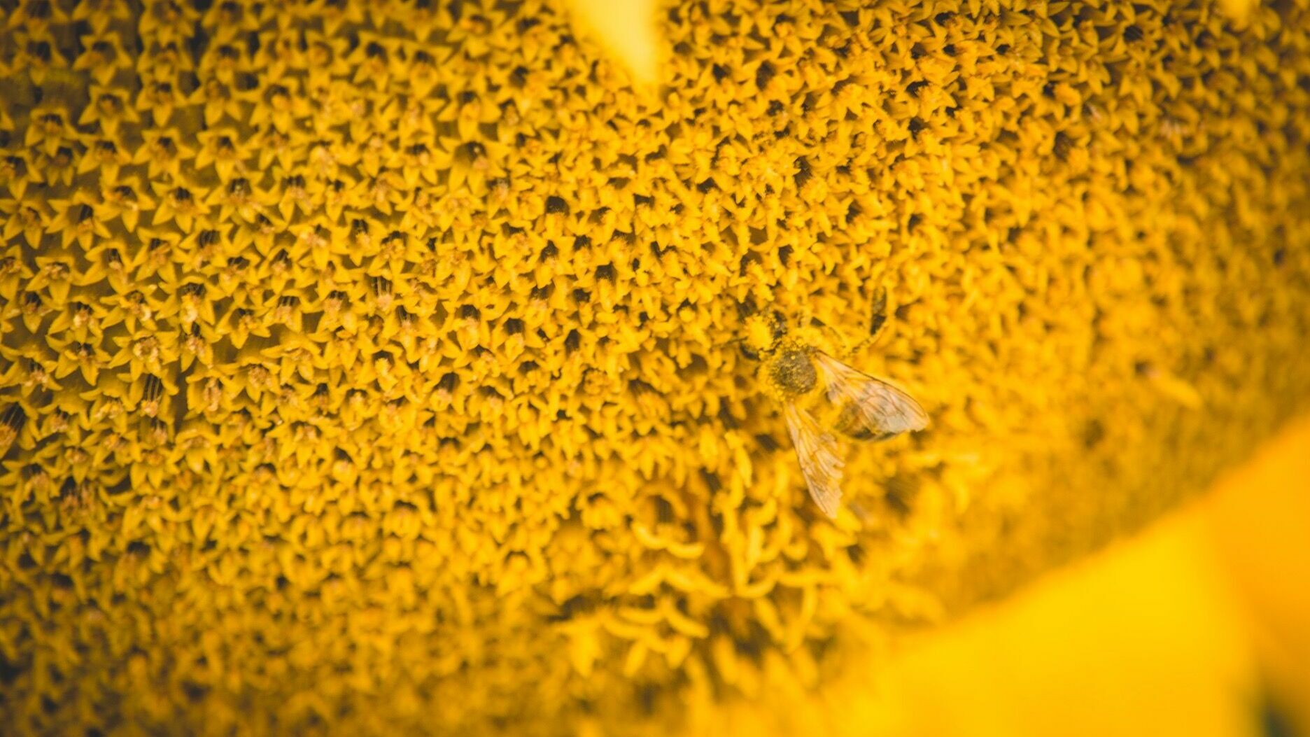 пчелы в Приморье