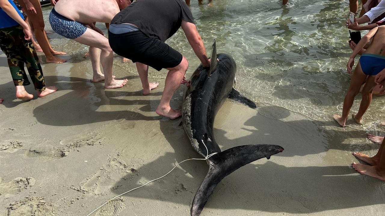 Акулу вытащили на берег на одном из пляжей Приморья