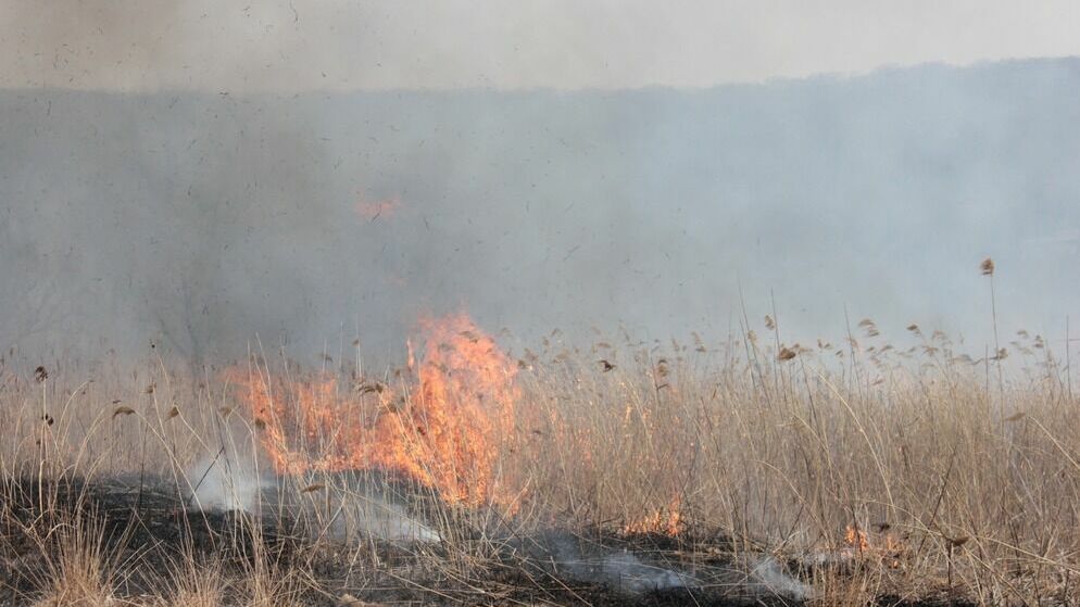 Приморье — в лидерах по ДФО по оперативности тушения лесных пожаров