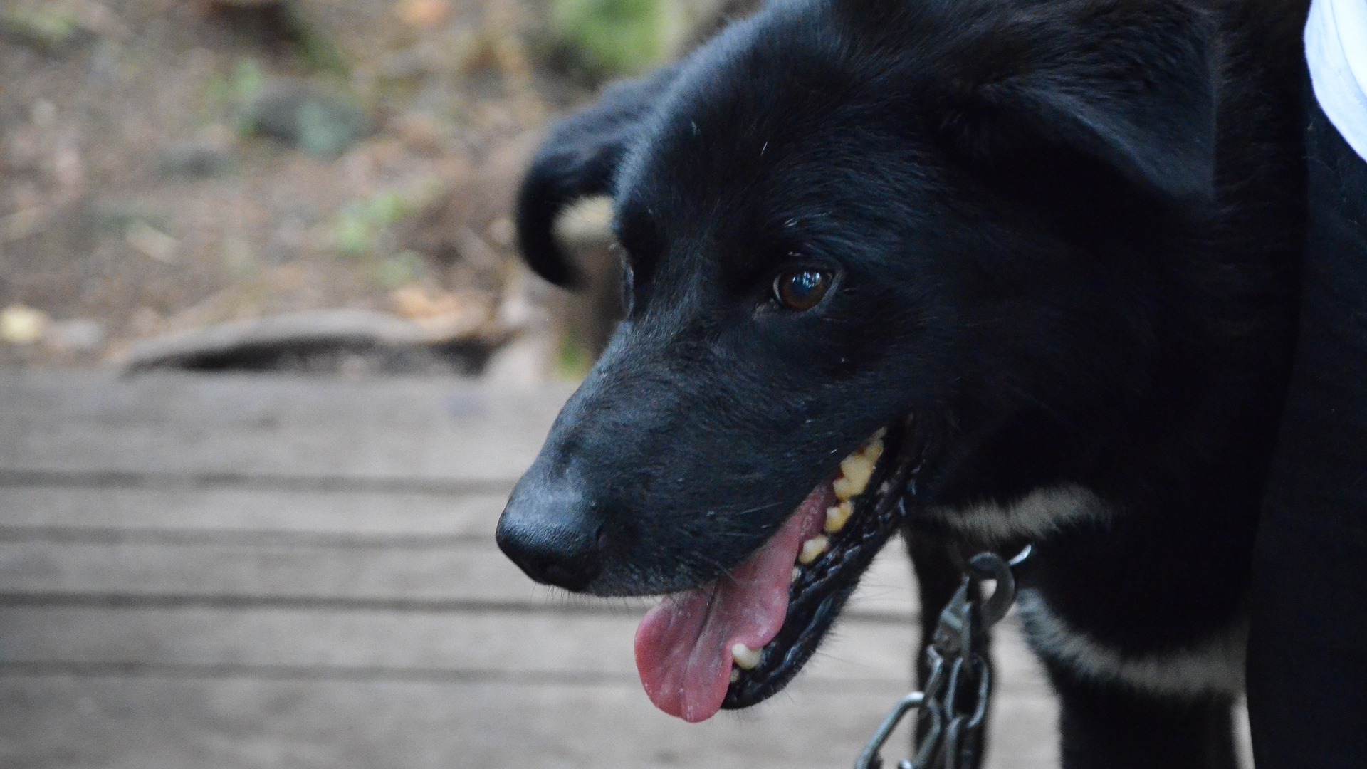 Жительница Владивостока избила собаку