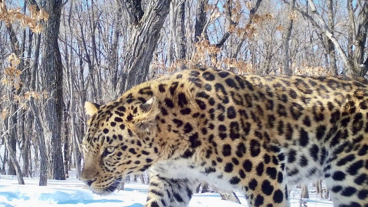 Романтическое рандеву леопардов попало на камеры