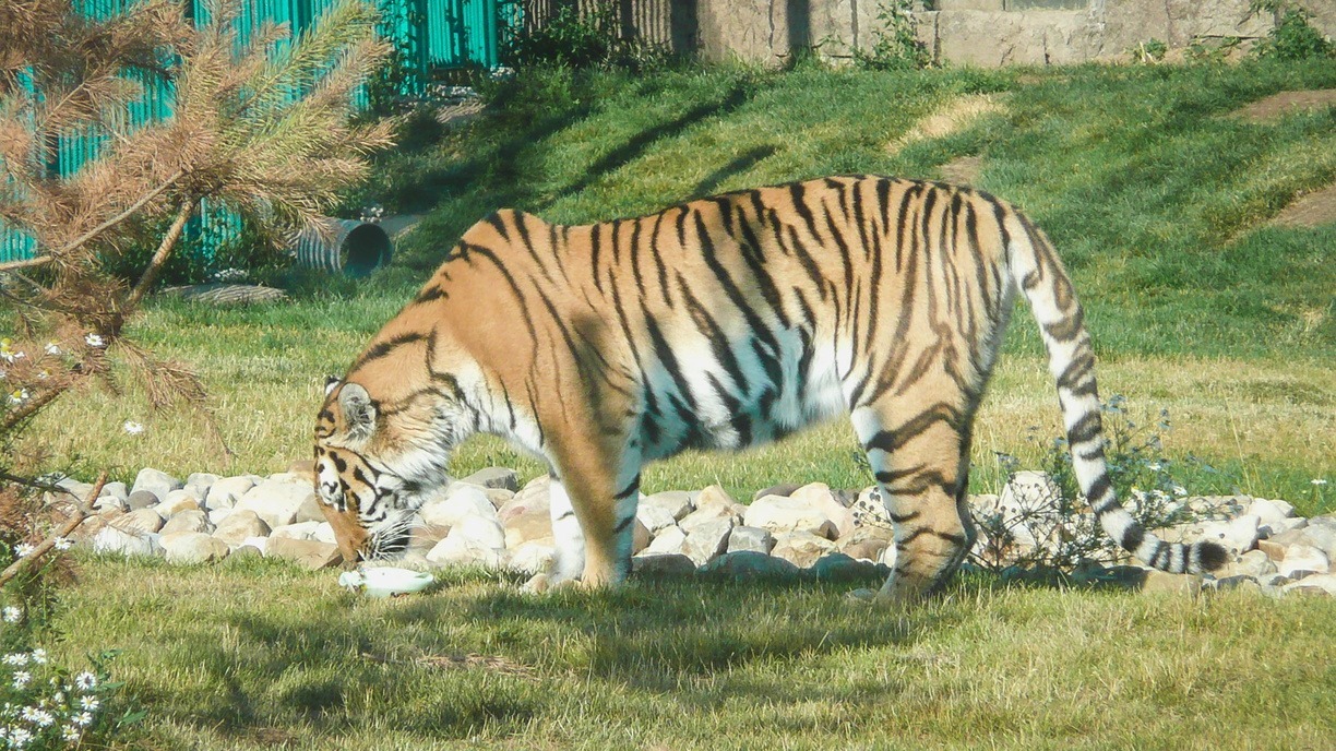 Возле Ботсада во Владивостоке ходит тигр? — ответ специалиста