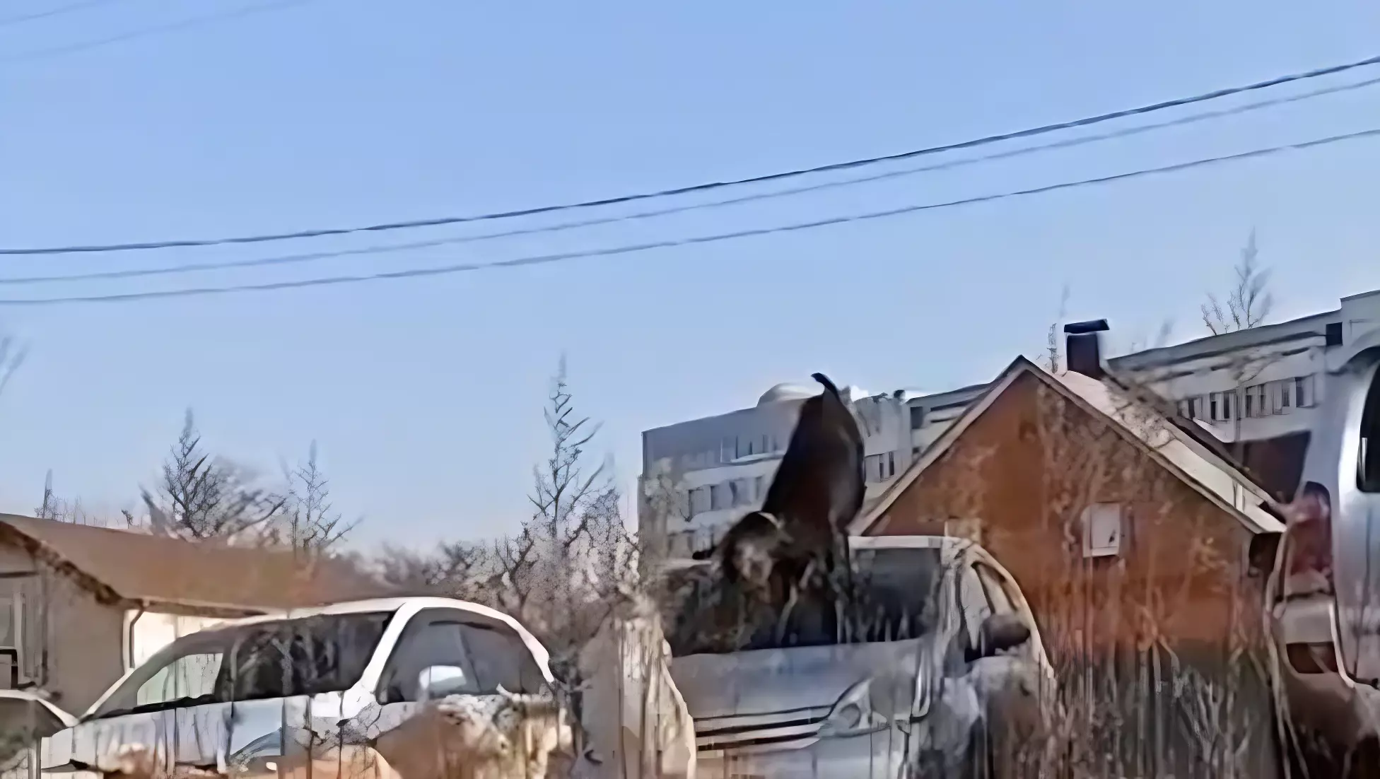 Козы истоптали капот автомобиля во Владивостоке