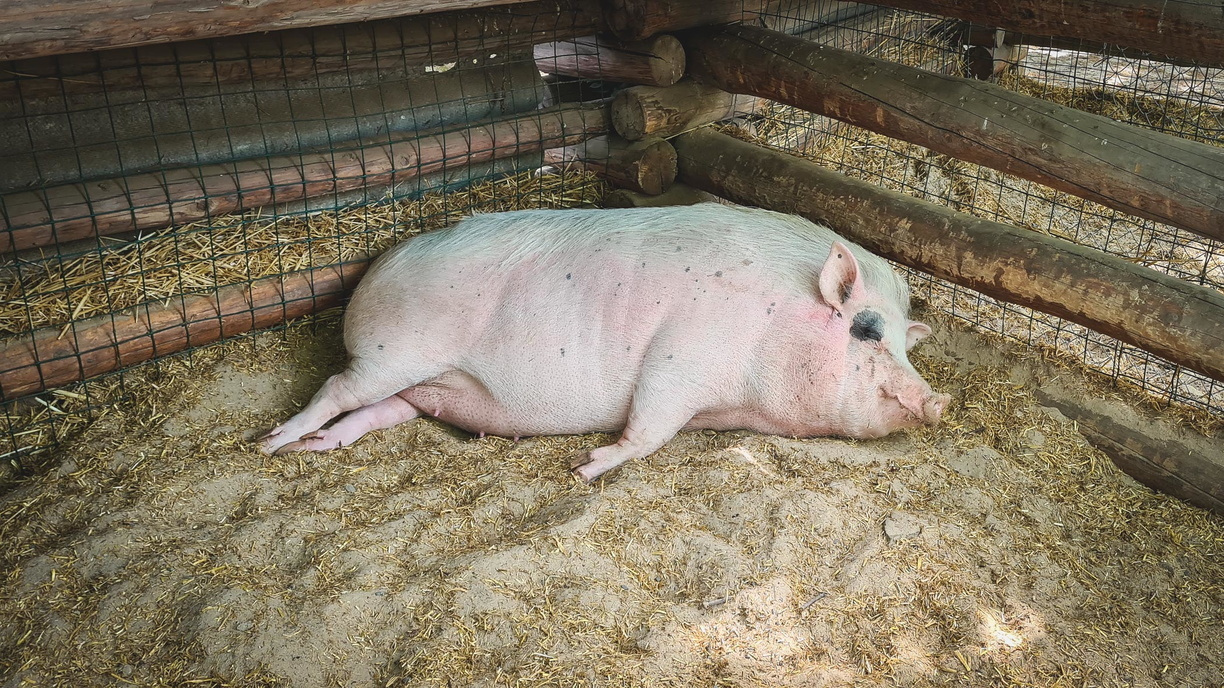 Производство свинины в Приморье увеличится в шесть раз