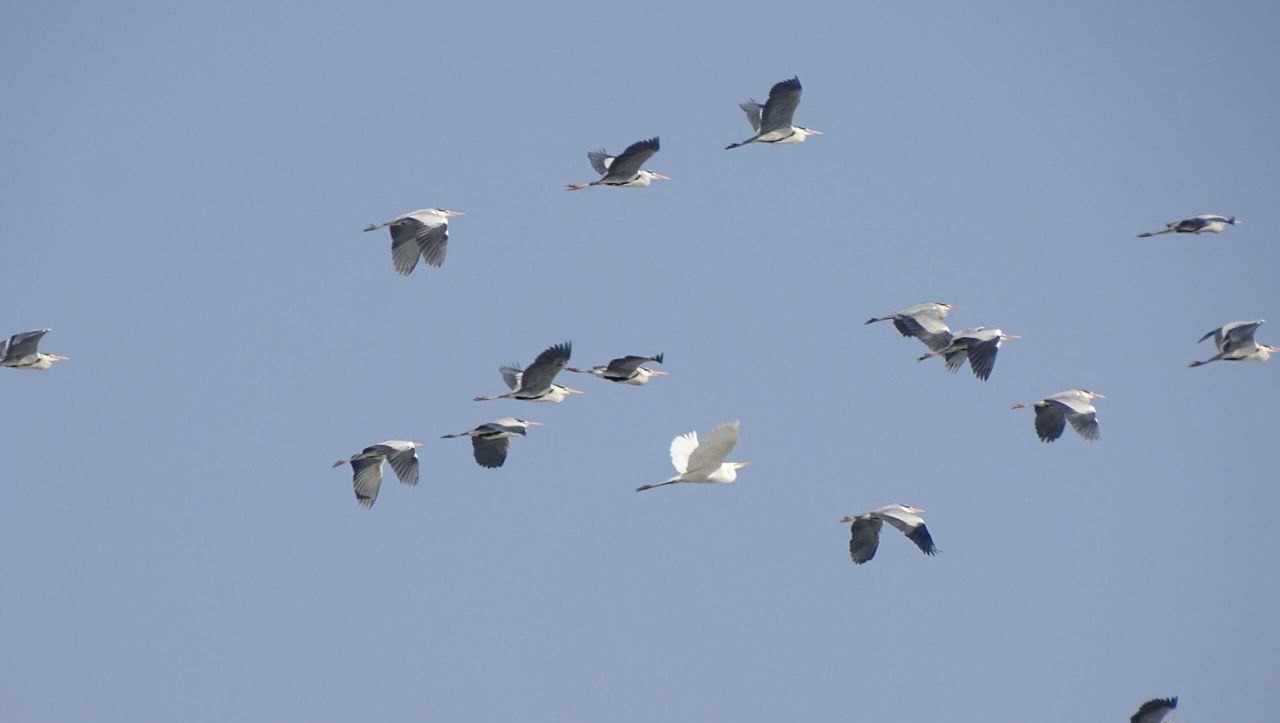 Удивительное явление с тучей перелетных птиц засняли на юге Приморья