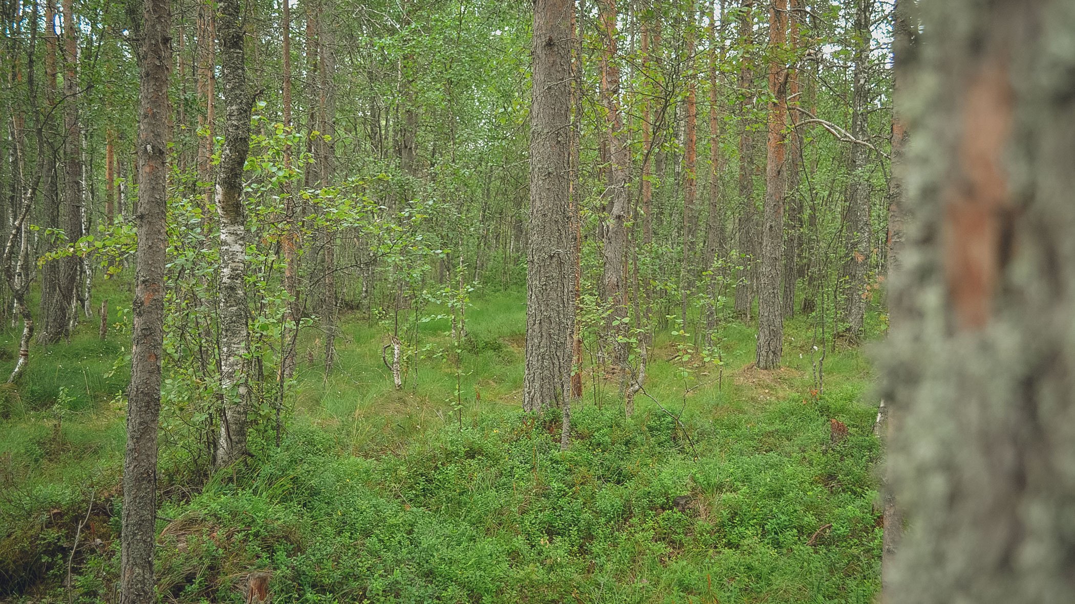 Приморцу советуют проконсультироваться с небожителями по поводу лесной находки