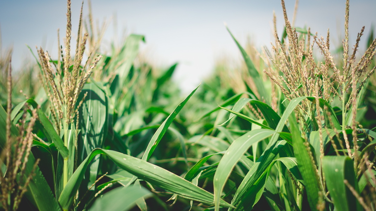 Урожайность кукурузы в Приморье серьёзно повысилась за год