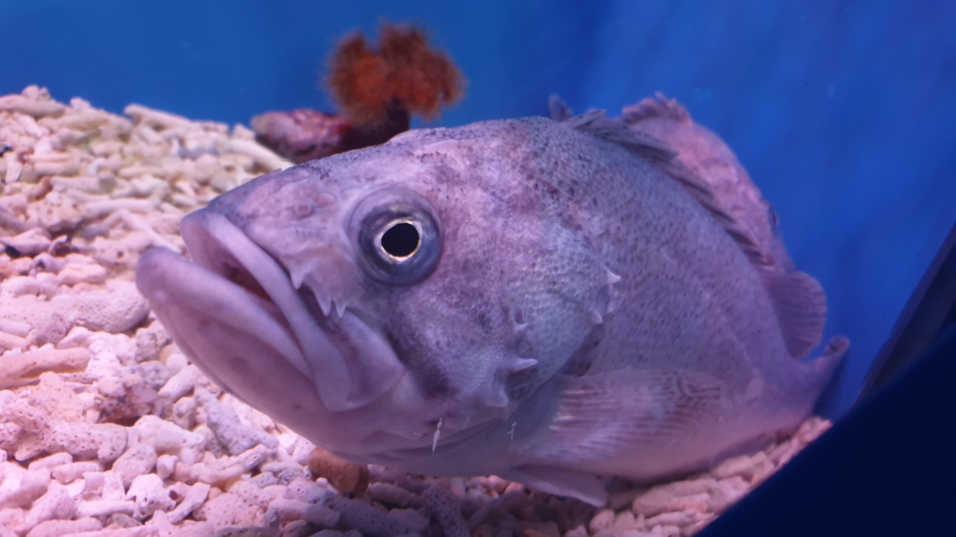 Партия рыбы весом в 32 тонны не прошла проверку на качество в Приморье