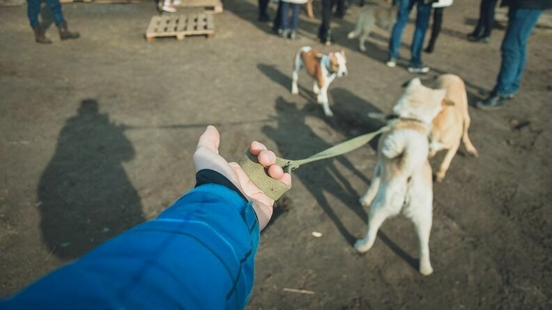 Визг и кровь: большие собаки без намордников задрали другое животное во Владивостоке
