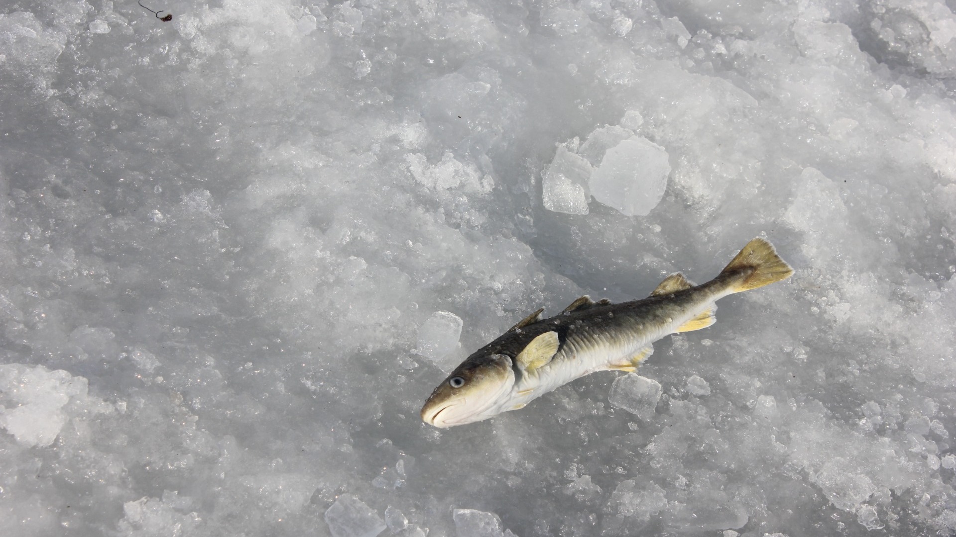 Даже в марте охотники за навагой продолжают зимнюю рыбалку в Приморье