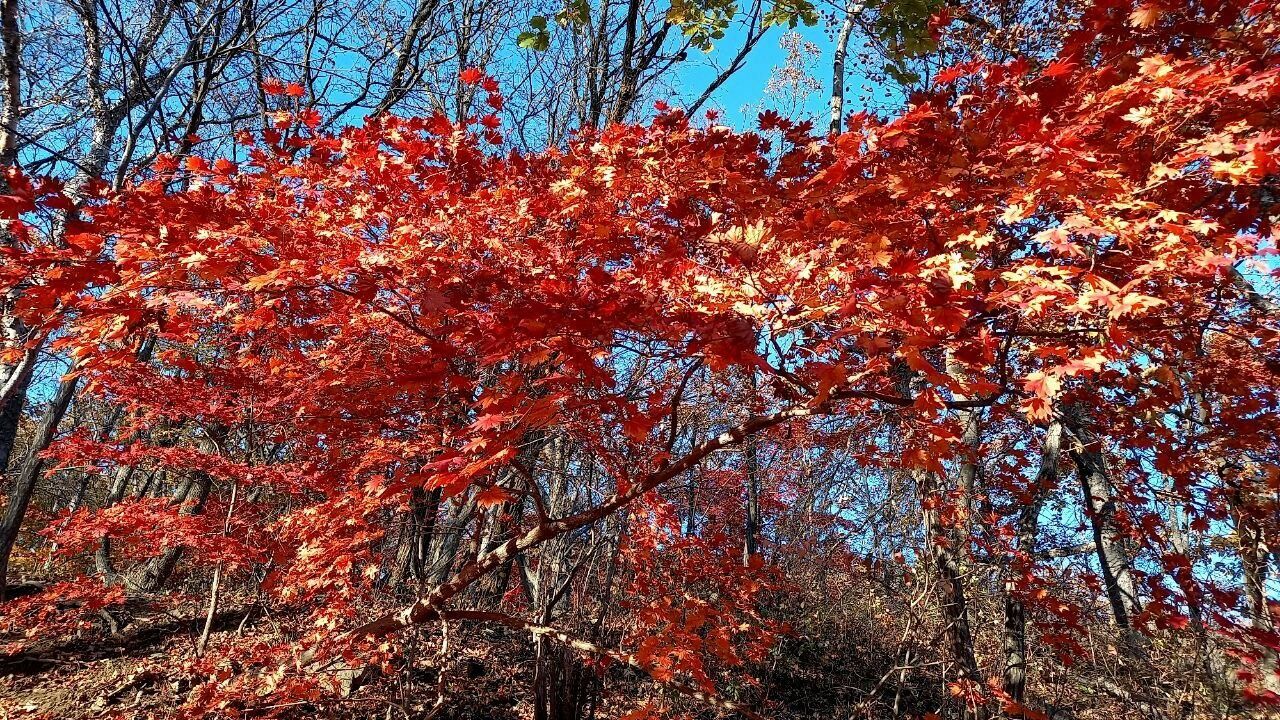 Осенью во Владивостоке можно любоваться красными клёнами - почти как в Японии