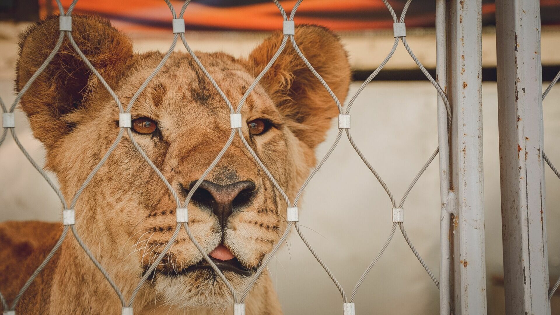 Сотрудники зоопарка рассказали подробности истории нападения льва в Приморье