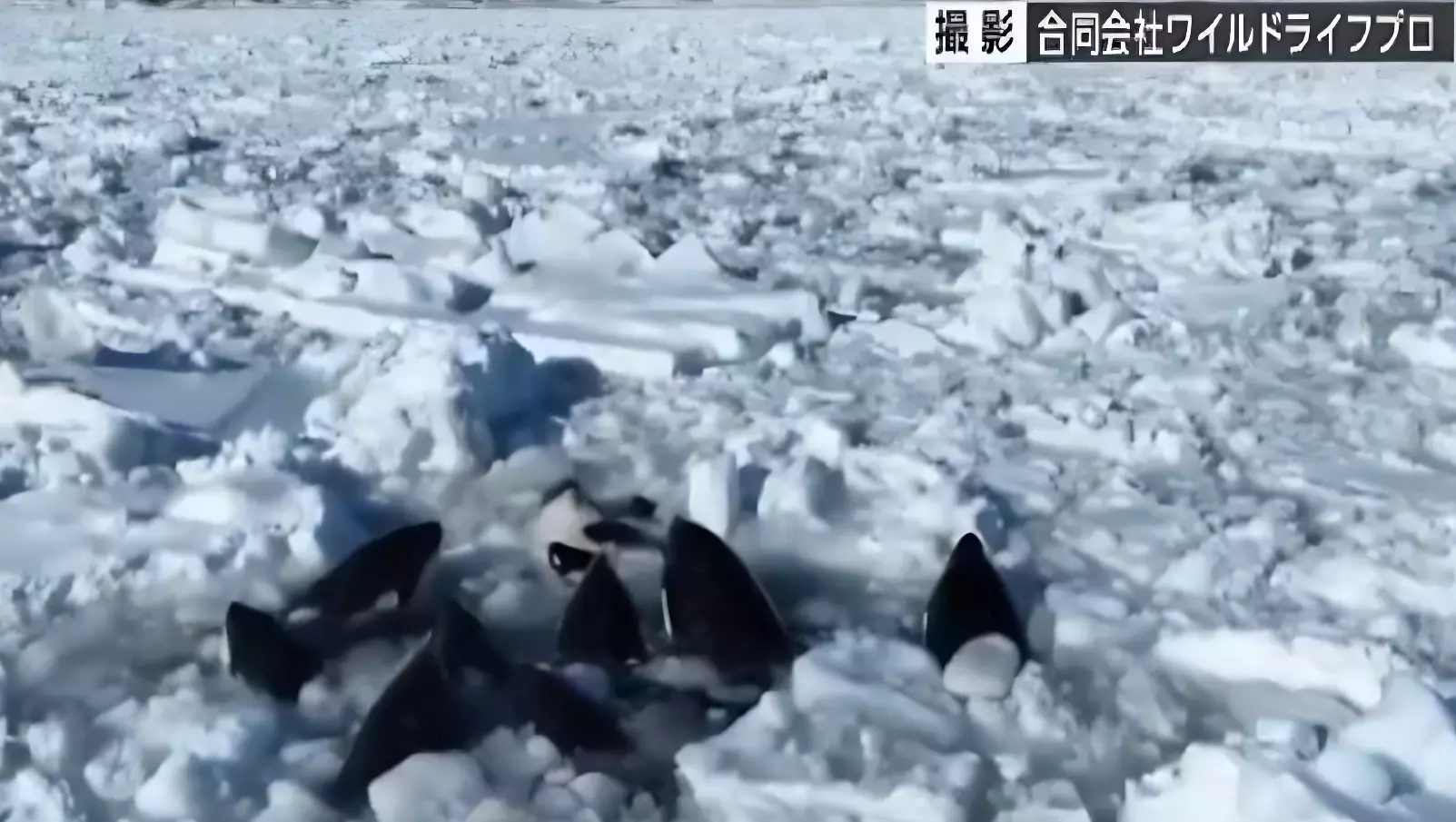 Ледяные «тиски» ослабли: косатки, застрявшие во льдах у берегов Японии уплыли