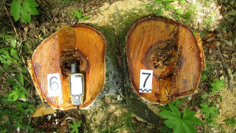 В Приморье задержали подозреваемого в незаконной рубке десятка деревьев