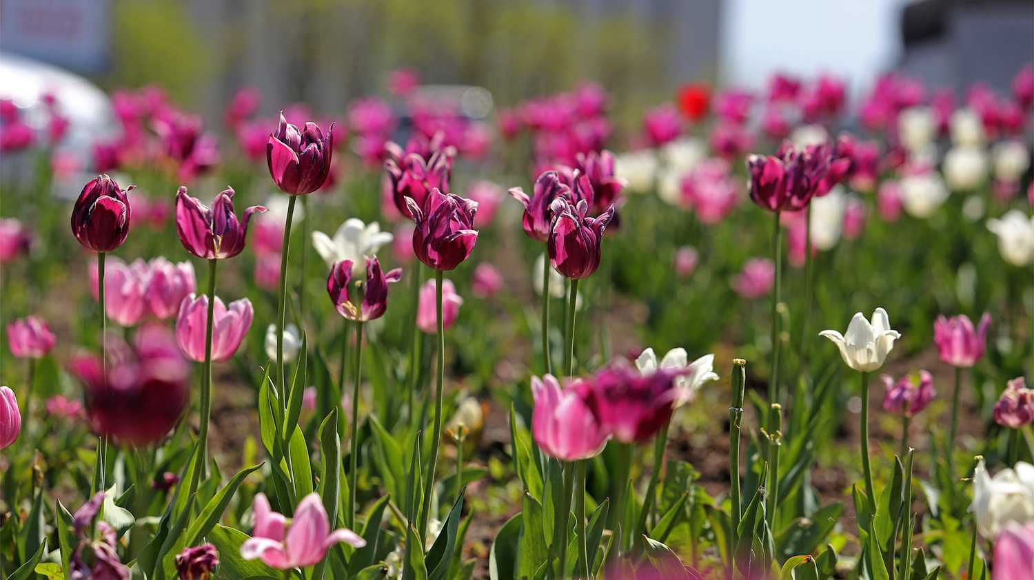 Будут ли цвести тюльпаны весной. Краснодар цветение тюльпаны. Владивосток весенний тюльпаны. Тюльпаны начало цветения. Тысяча тюльпанов.