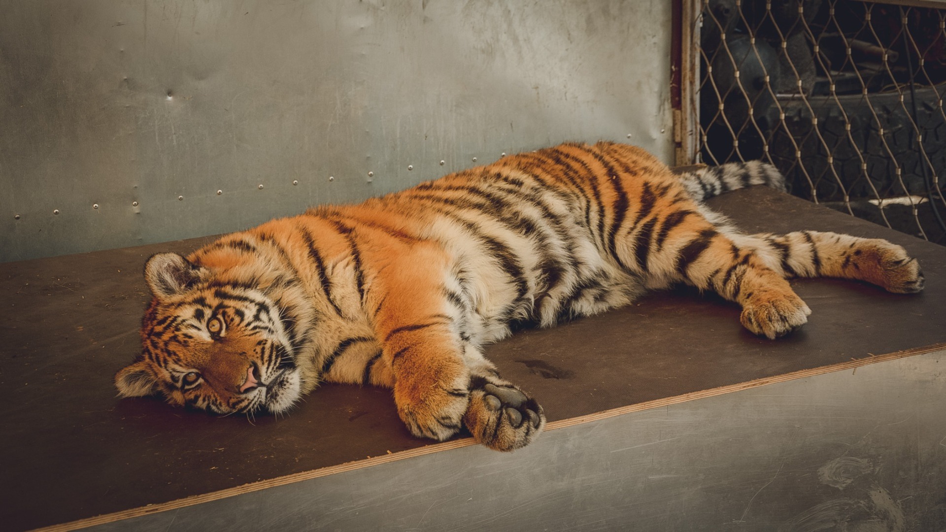 Тигр лег на дороге на границе Приморья — хищника усыпили и увезли специалисты
