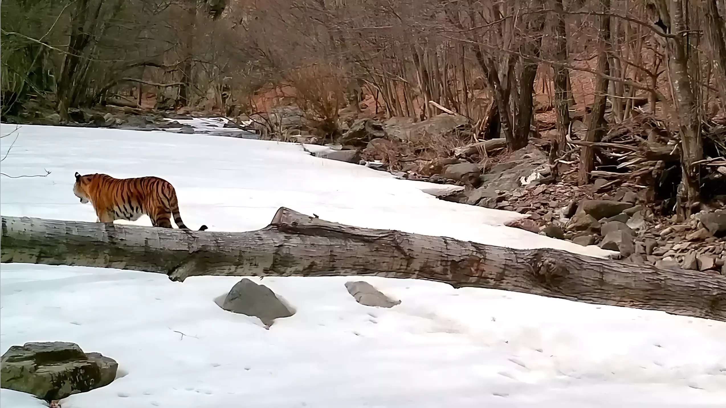 В Приморском крае фотоловушки зафиксировали тигрят-эквилибристов