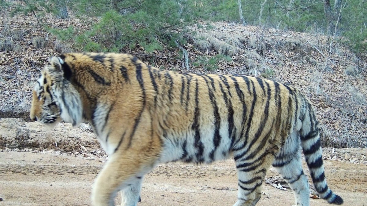 В заповеднике в Приморском крае провели мониторинг амурского тигра