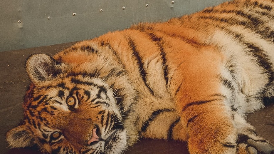 В Приморском крае жителям компенсируют ущерб, нанесённый тиграми