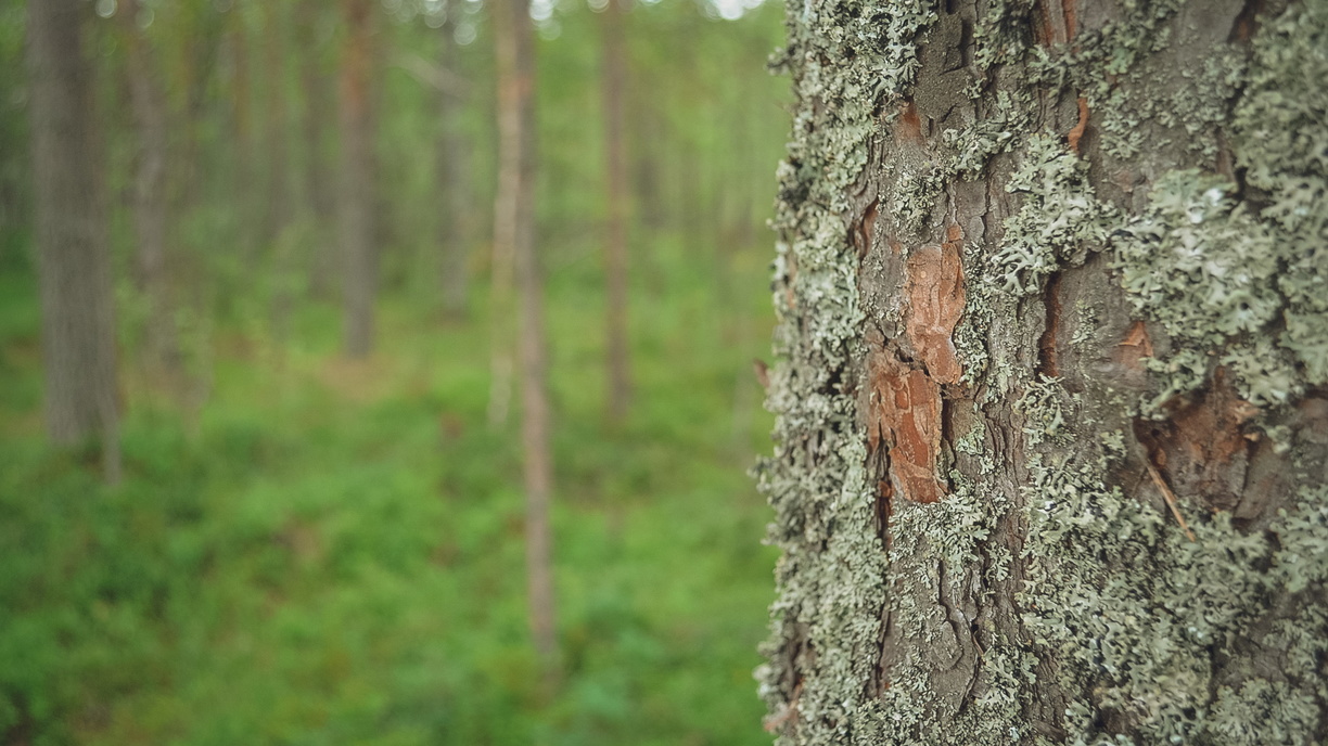 «Психику мне подорвали»: картина в лесу ошеломила приморцев