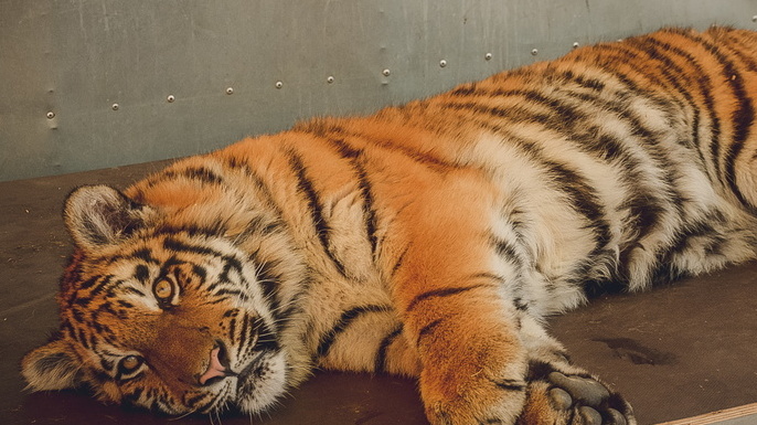 «Слышали рычание»: тигры устроили «перекличку» у трассы в Приморье – очевидцы
