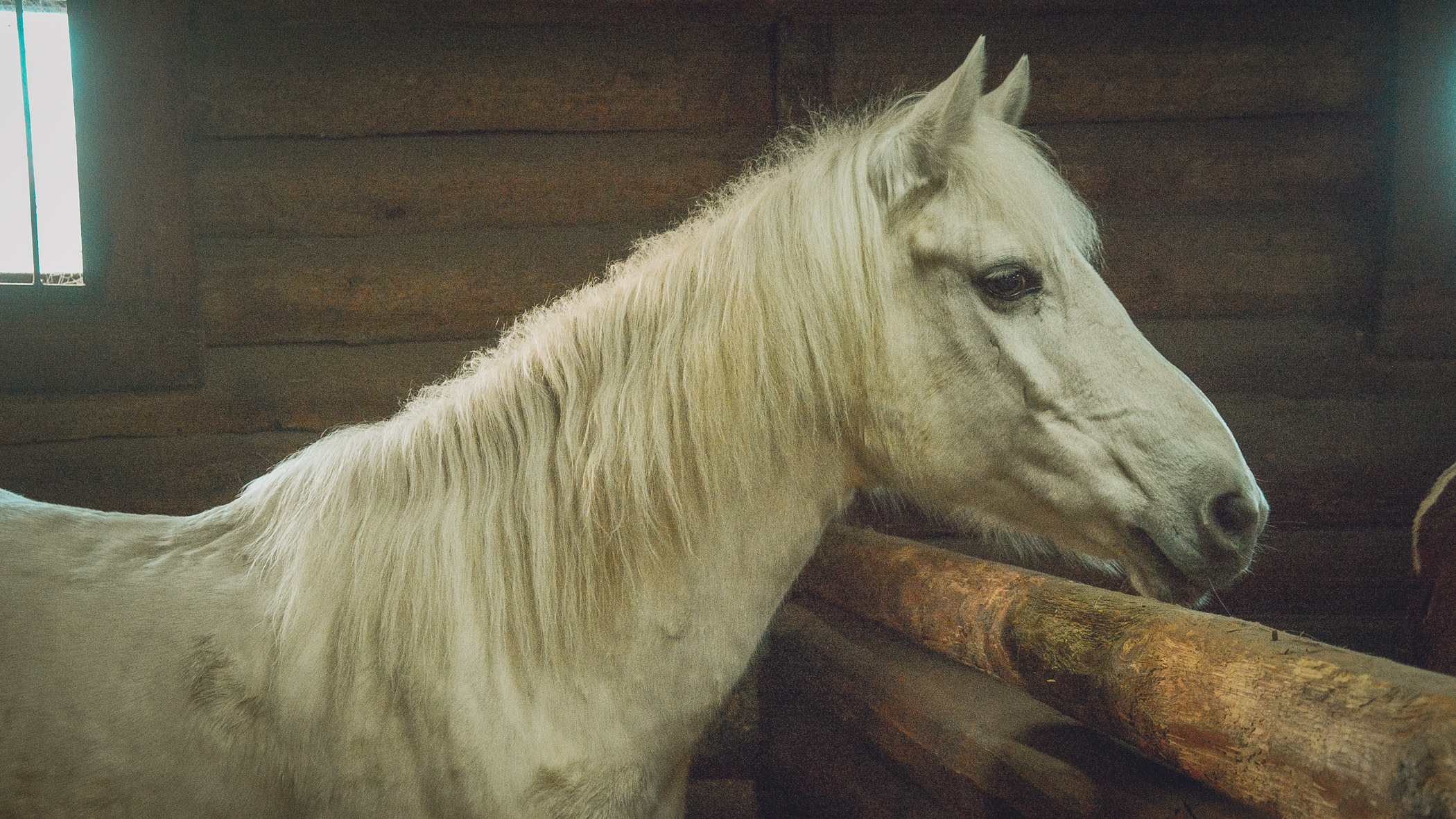 «Ваша кобыла у меня»: подросток в Приморье украл пони чтобы получить выкуп