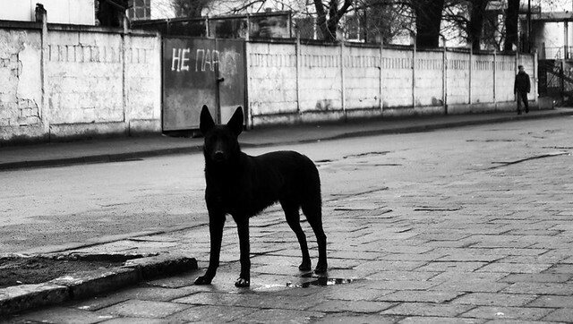 Во Владивостоке собака искусала лицо мужчине — соцсети
