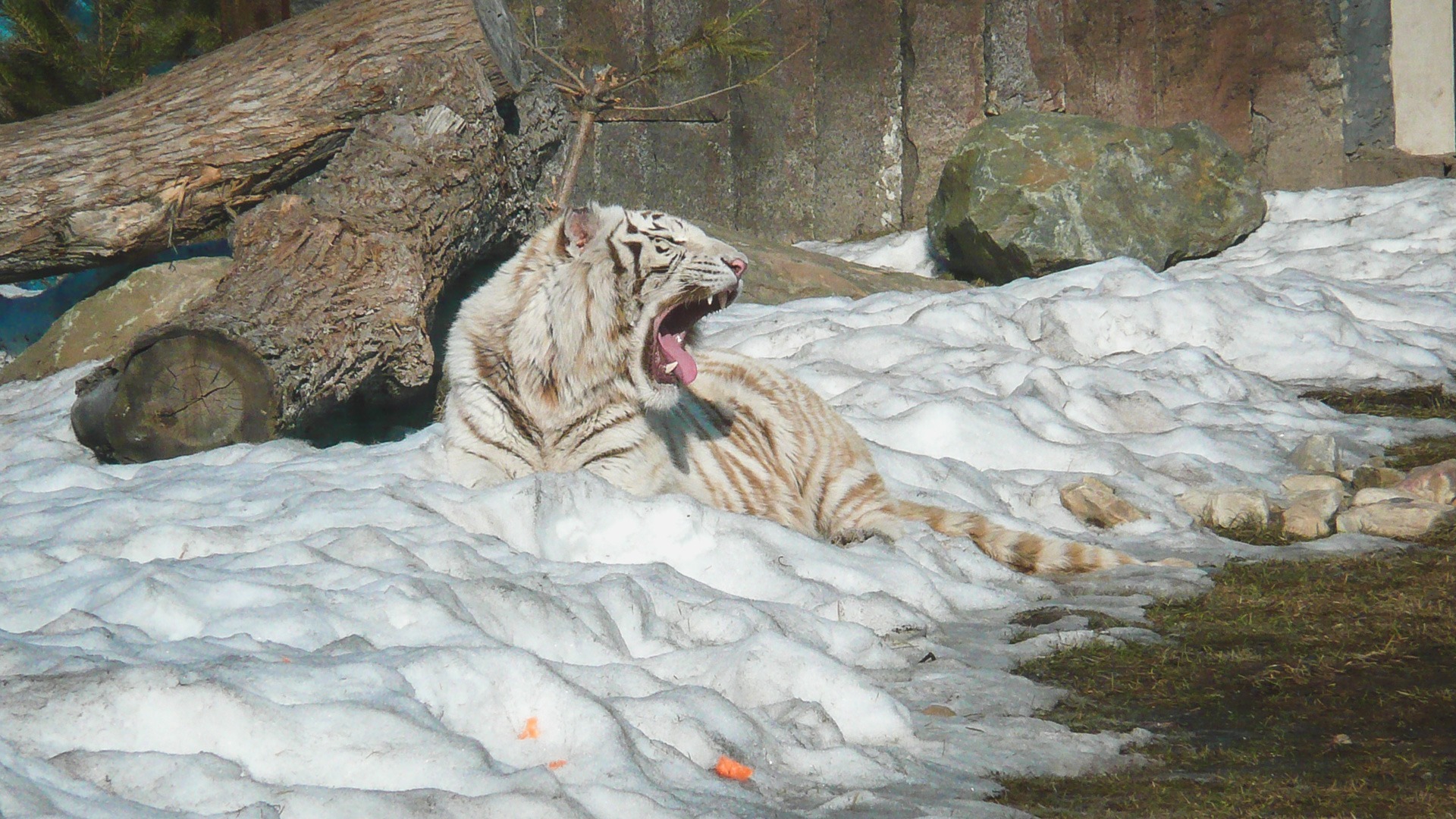Голодный тигр расправился с двумя собаками: в Приморье идет проверка инцидента