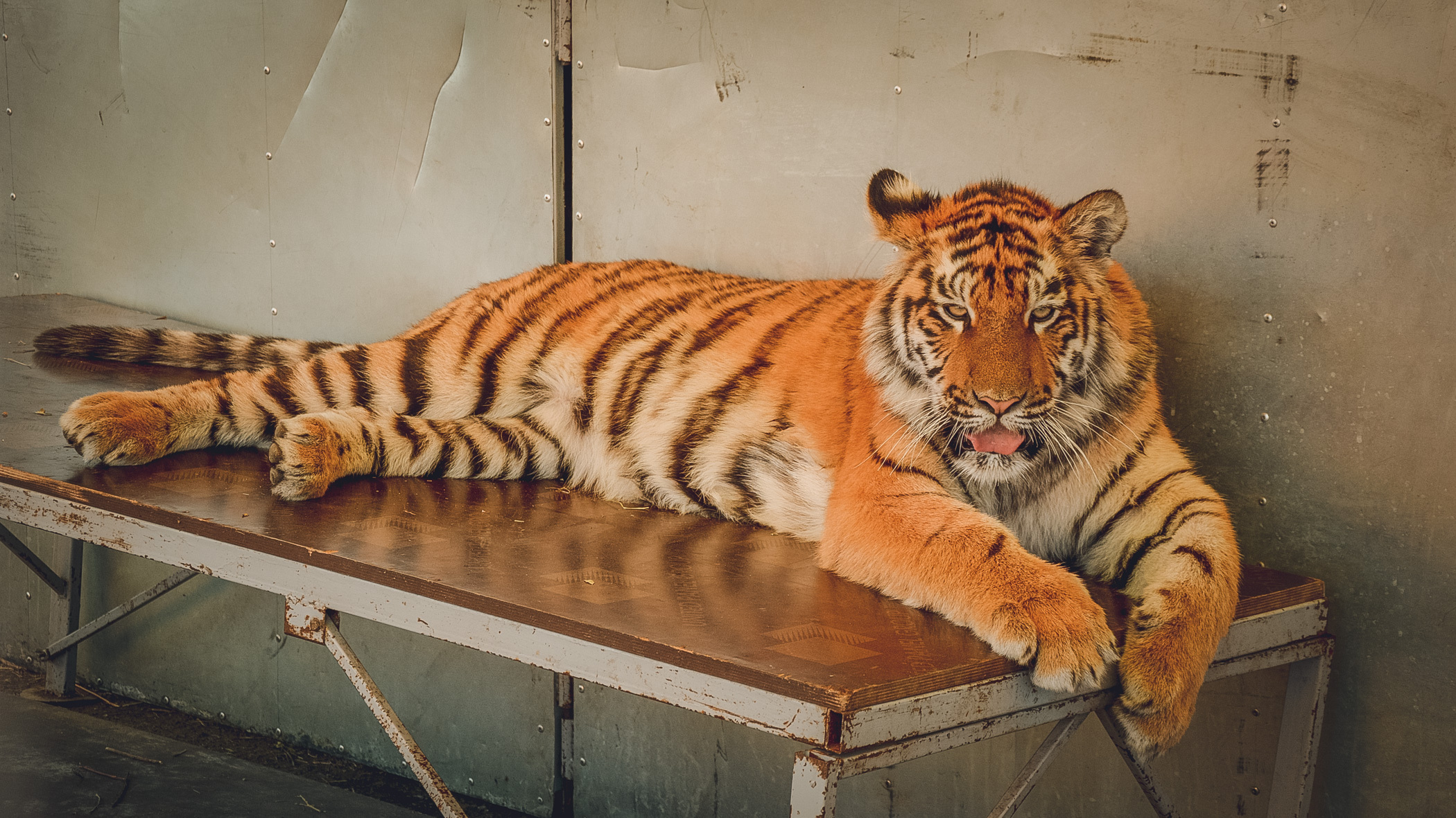 «Любовь втроём» — в Приморье не удержались перед феромонами Амурского тигра