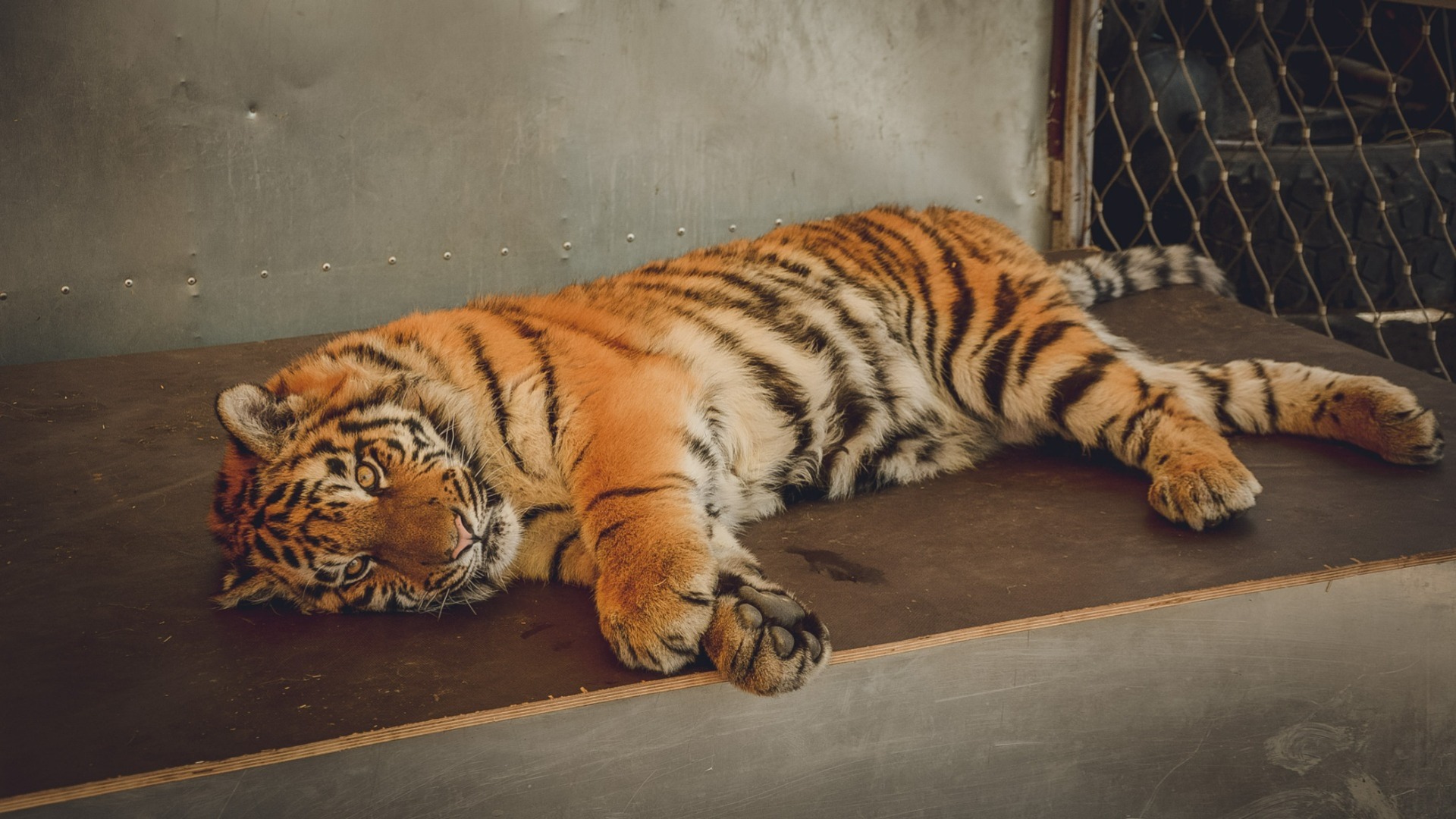 Котята амурского тигра покусались в нацпарке «Земля Леопарда» в Приморье