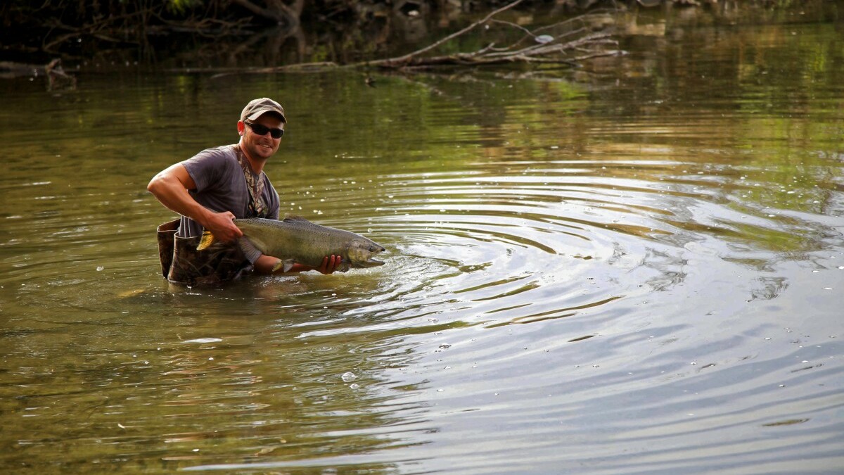 Рыбоводные заводы Хасанского округа повлияли на экосистему местных рек?