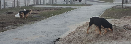 В Приморье возбуждено уголовное дело о нападении собак на ребёнка