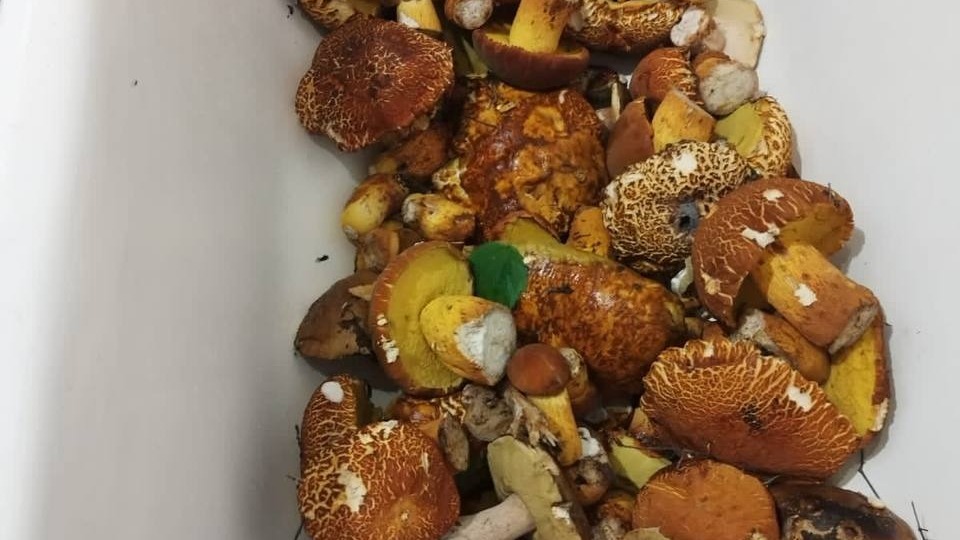 «Места нет, мы их в ванну сложили»: приморцам уже некуда складывать грибы — фото
