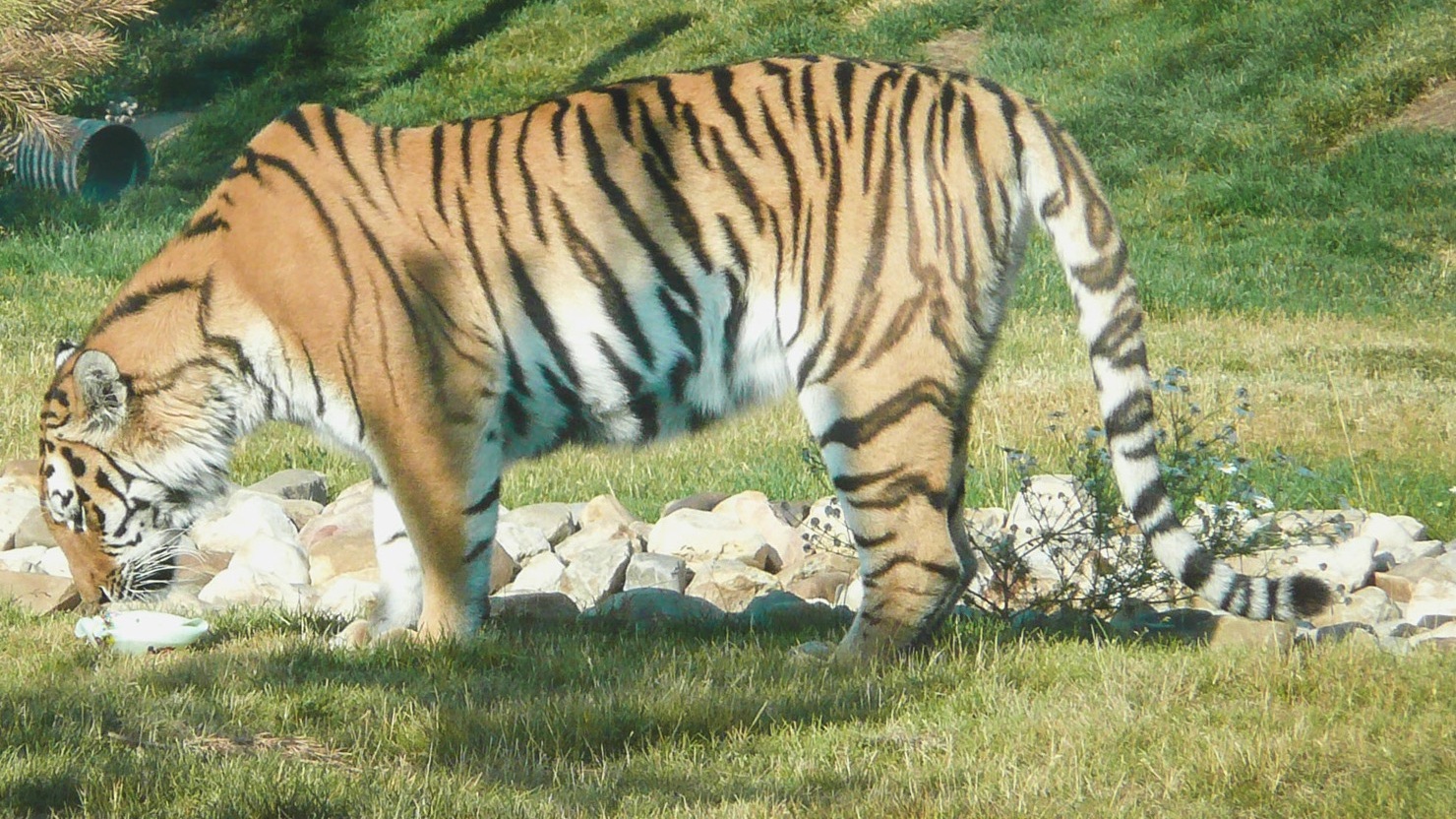 Жители Приморья встретили тигра с изумрудными глазами