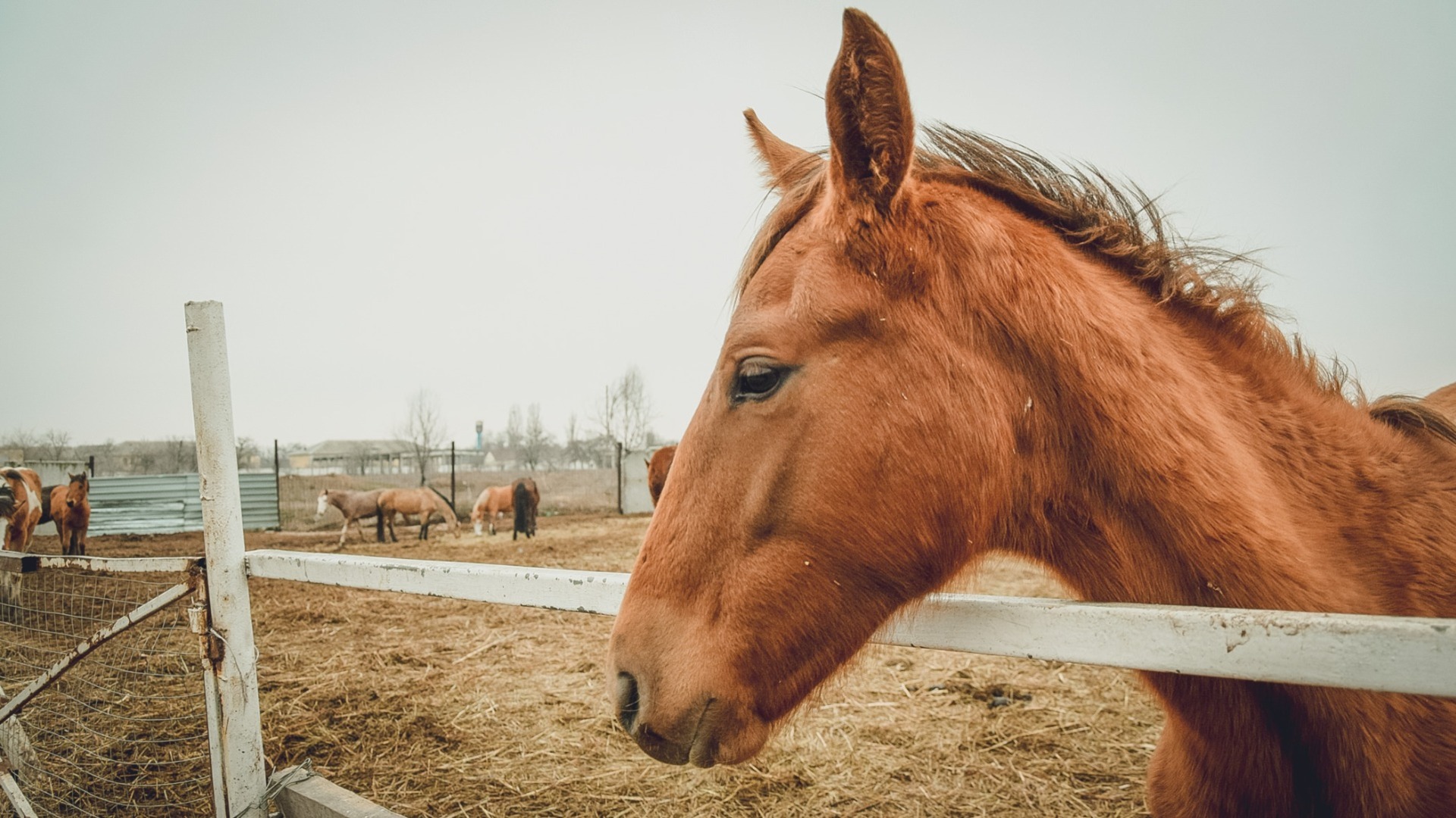 Детёныш лошади отважно скакал по трассе в Приморском крае