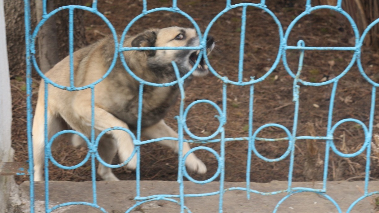 Злая собака напала на школьников в Приморье