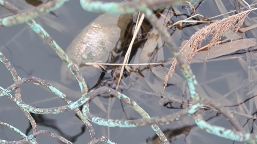 Почему рыба массово гибнет в озере Чан во Владивостоке? — официальные данные
