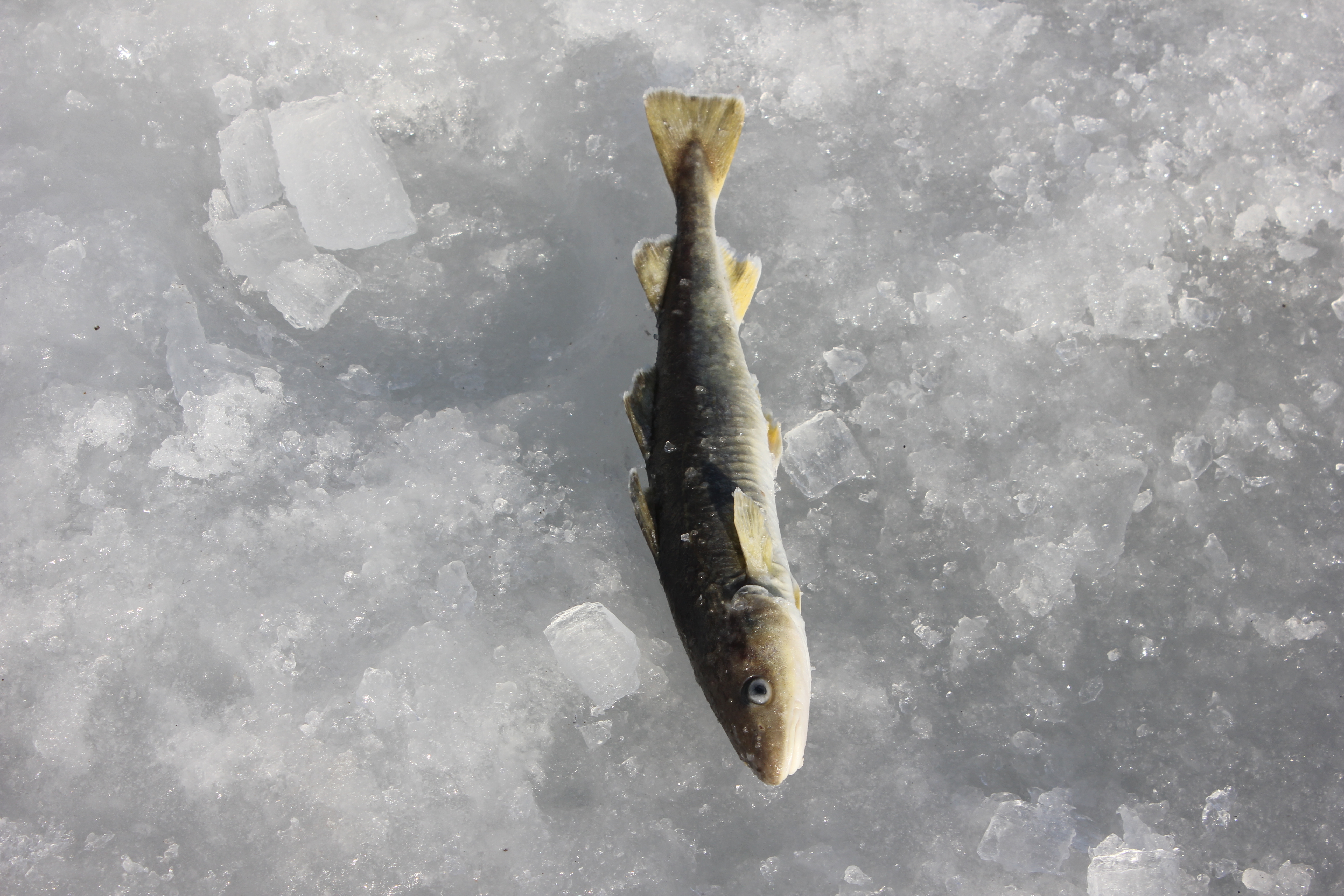 «Мы тянем — он ломается»: на острове Русский под лёд провалился рыбак — видео