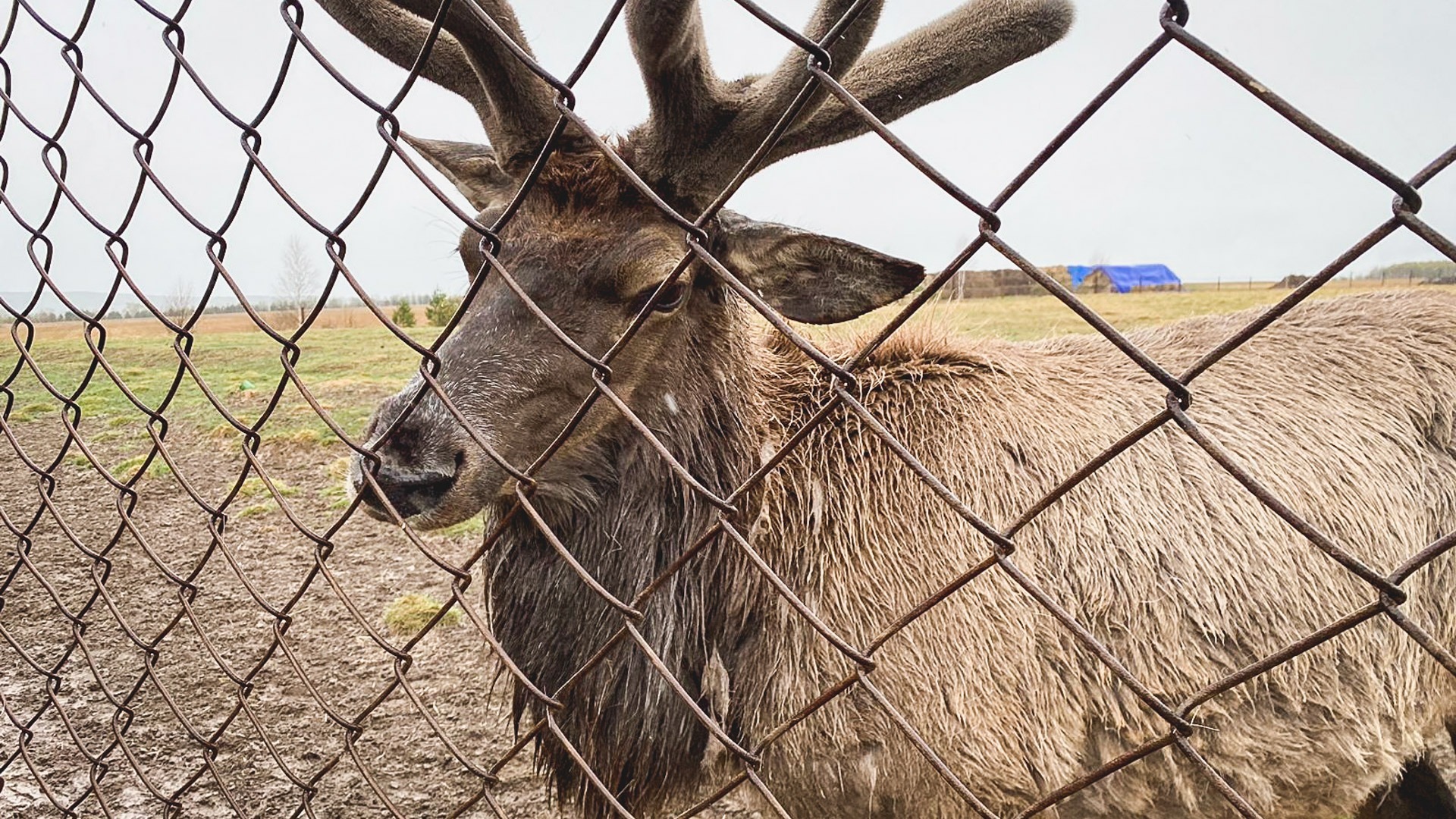 Раненого оленя из Арсеньева вернут в дикую природу в Приморском крае