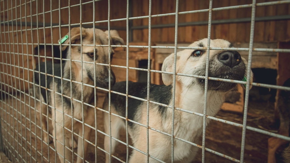 «Они не голодные»: агрессивную стаю собак в Уссурийске решено отловить