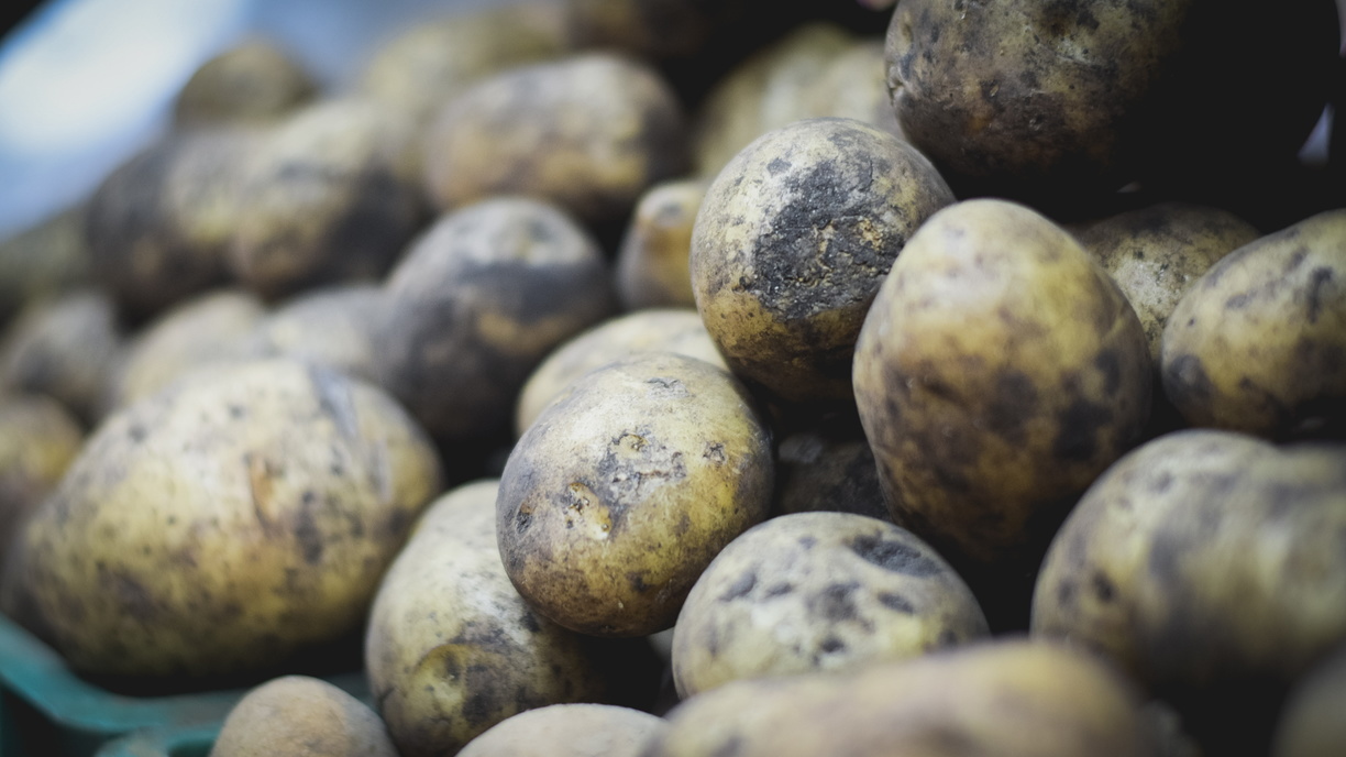 Картофель из Белоруссии будут выращивать в Приморье