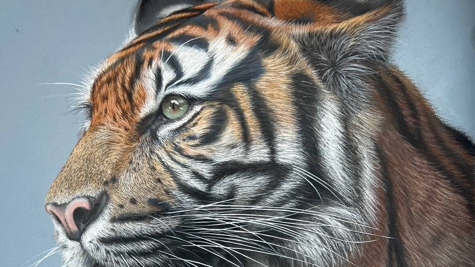 «Какой шикарный»: житель Приморья встретил тигра возле трассы — видео